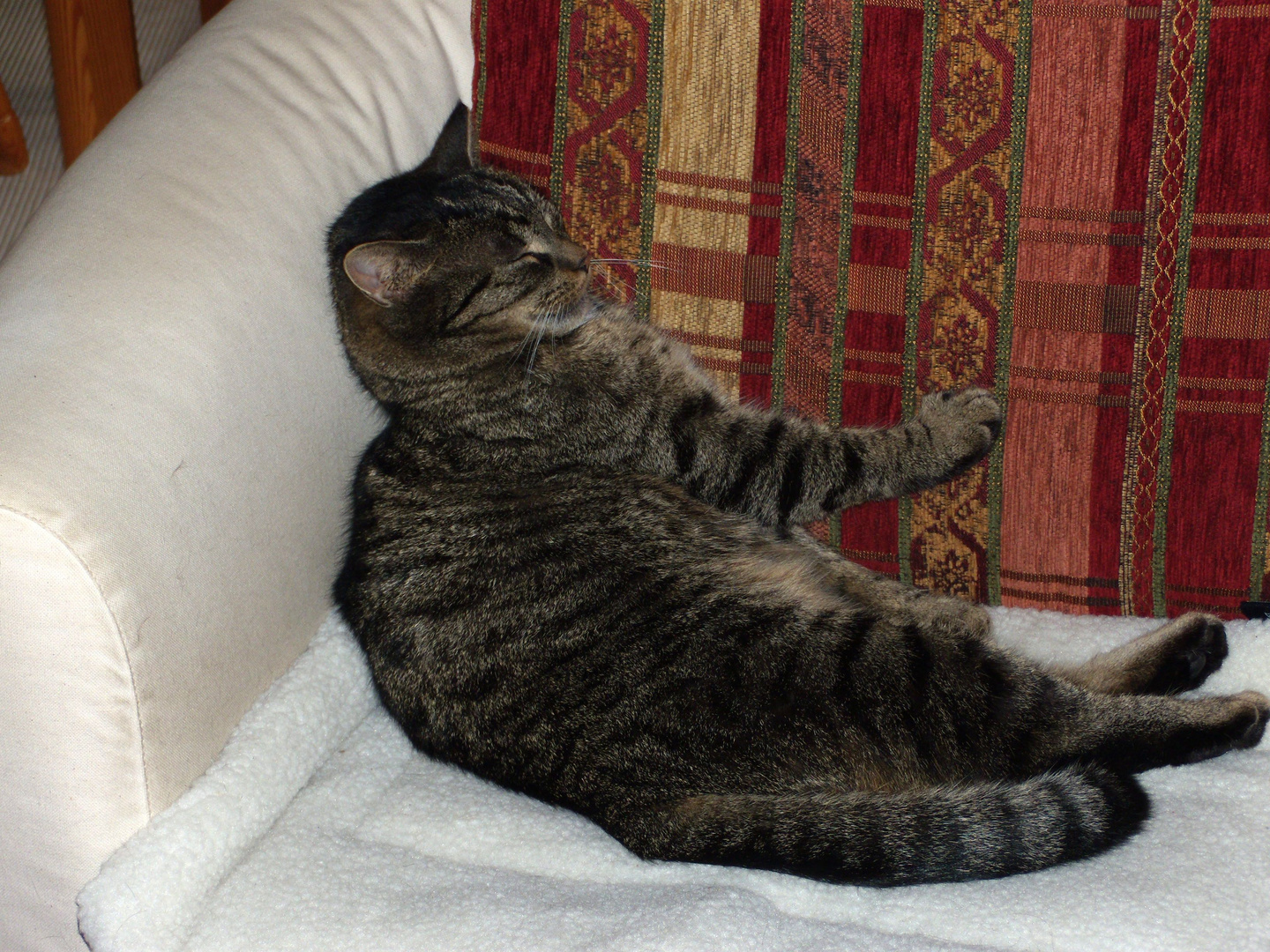 " Bei dem Wetter bleib ich lieber im Bett ! " Tigerchen zieht es vor im Haus zu bleiben.