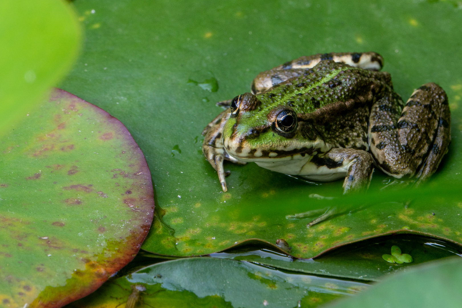 Bei dem Wetter Frosch sein