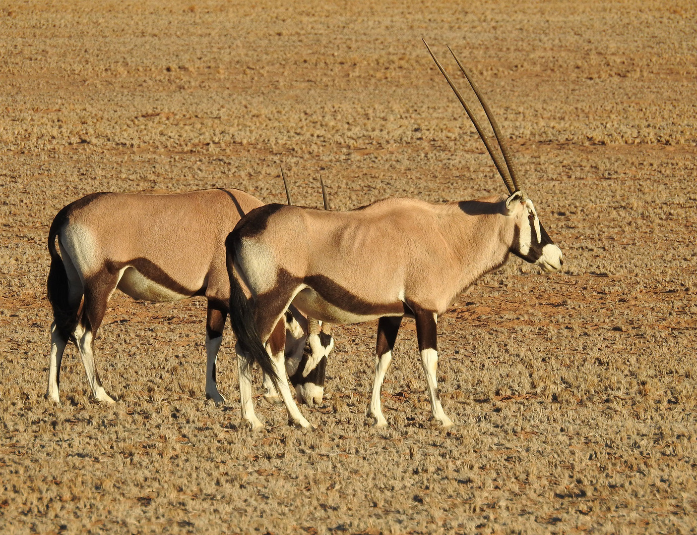 Bei dem Wetter ist mir sehr nach Namibia