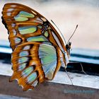 Bei dem Wetter jagt man ja keinen Schmetterling vor die Tür!