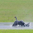 Bei dem Wetter kann man ja nur baden gehen... Kraniche (Grus grus)