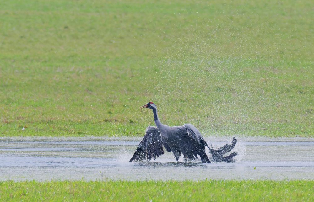 Bei dem Wetter kann man ja nur baden gehen... Kraniche (Grus grus)