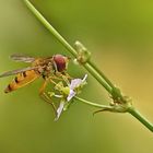 Bei dem Wetter - Leider nur ne Schwebfliege