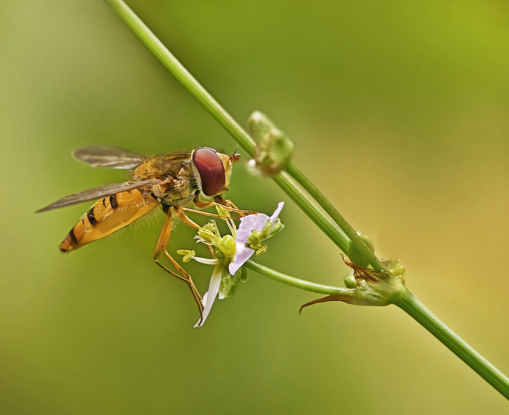 Bei dem Wetter - Leider nur ne Schwebfliege