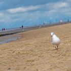 Bei dem Wind kann man schon mal in Schräglage geraten!