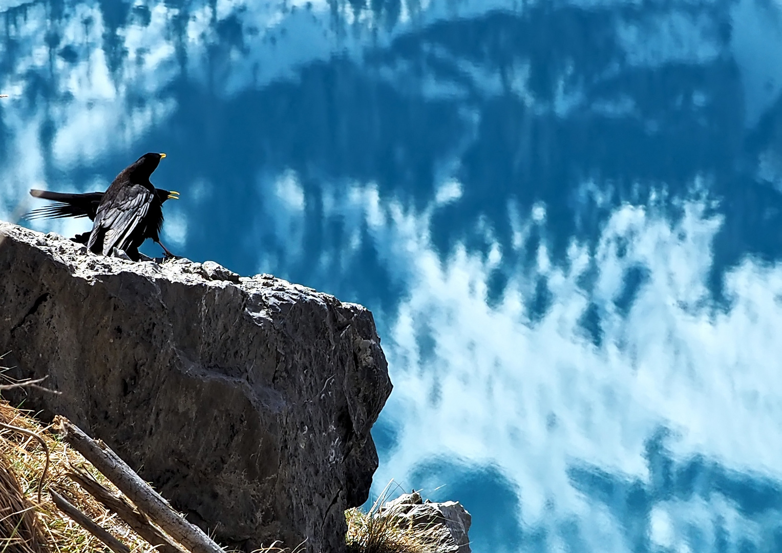 Bei den Alpendohlen (Pyrrhocorax graculus).