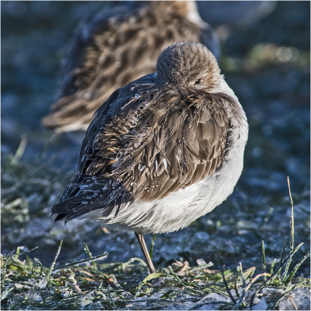 Bei den Alpenstrandläufern  (Calidris alpina) (1) . . .