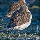 Bei den Alpenstrandläufern  (Calidris alpina) (1) . . .