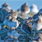 Bei den Alpenstrandläufern (Calidris alpina) (2) . . .