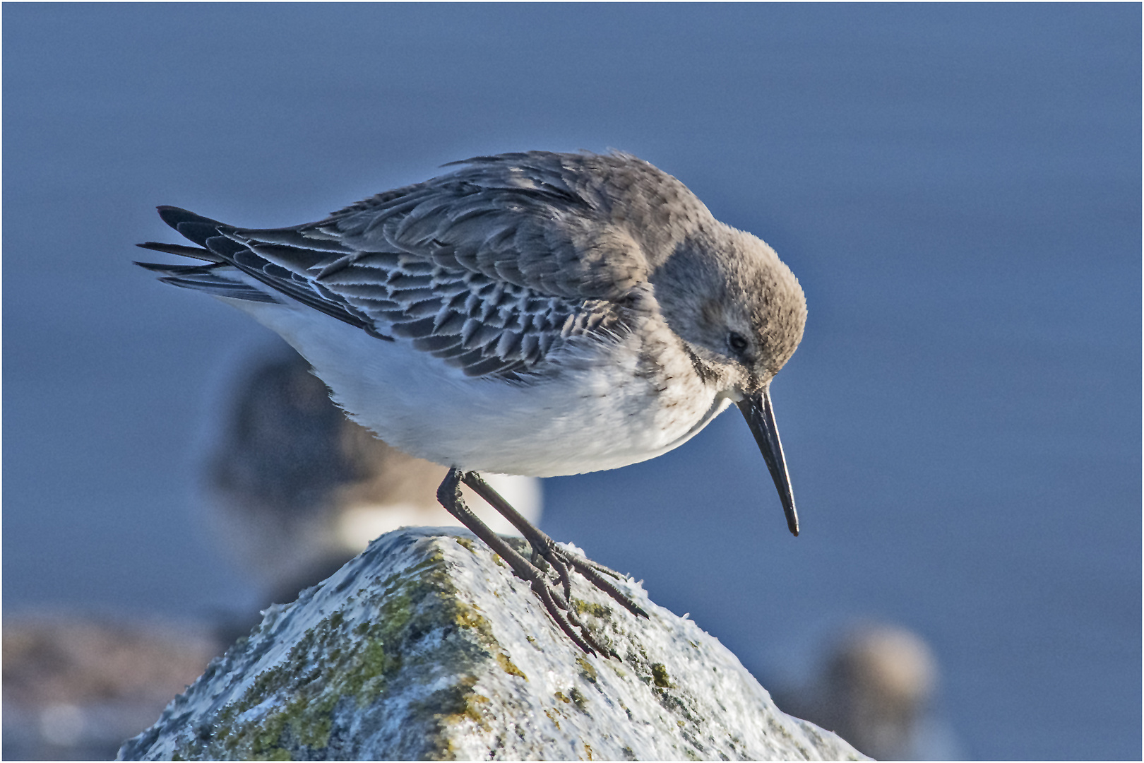 Bei den Alpenstrandläufern (Calidris alpina) (3) . . .