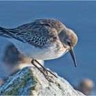 Bei den Alpenstrandläufern (Calidris alpina) (3) . . .