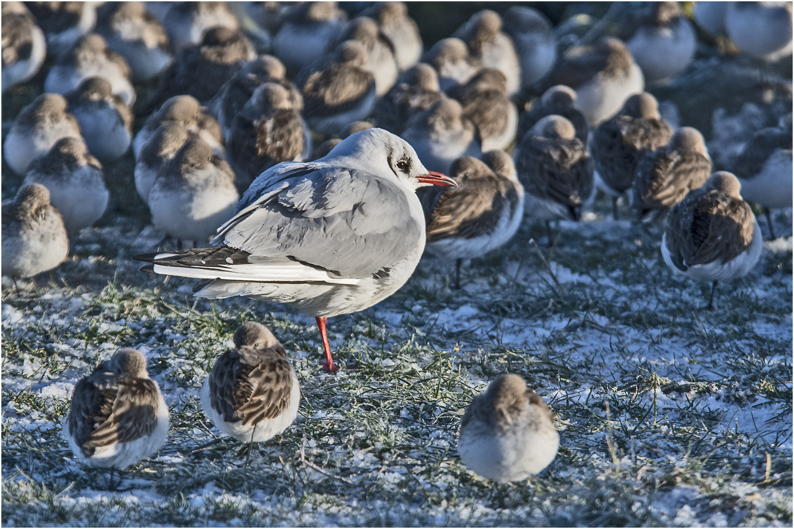 Bei den Alpenstrandläufern (Calidris alpina) (4) . . .