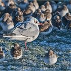 Bei den Alpenstrandläufern (Calidris alpina) (4) . . .