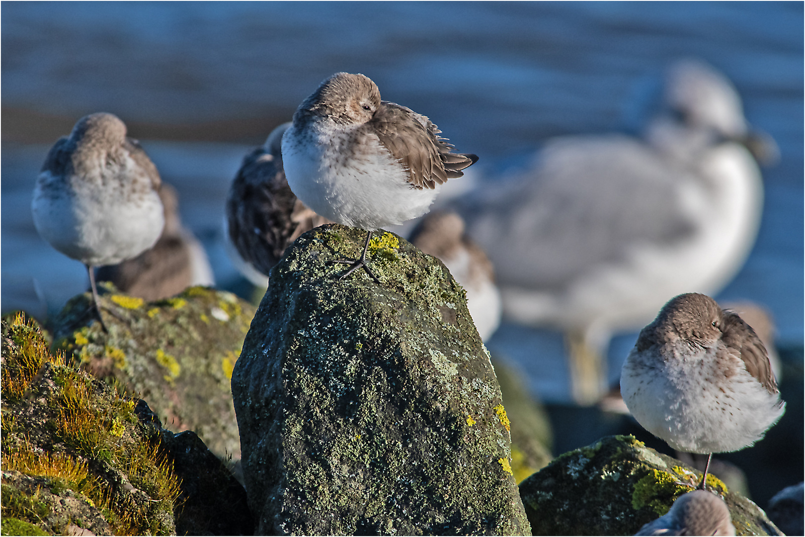 Bei den Alpenstrandläufern (Calidris alpina) (6) . . .