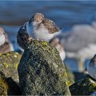 Bei den Alpenstrandläufern (Calidris alpina) (6) . . .