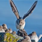 Bei den Alpenstrandläufern (Calidris alpina) (9) . . .