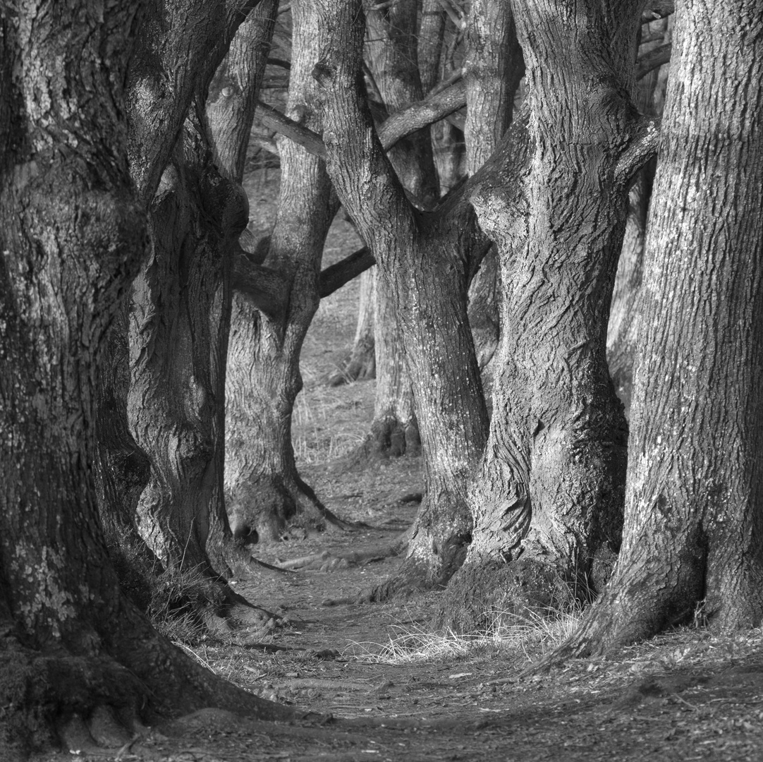 Bei Den Alten Baumen Foto Bild Landschaft Wald Landschaften Bilder Auf Fotocommunity