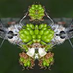 Bei den Apollos am gedeckten Tisch. Das Menü: grüne Brombeeren! - Les Apollons à table!