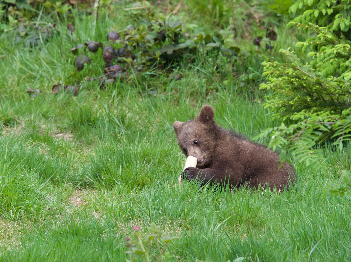 bei den Bärenkindern im Nationalpark Bayerischer Wald