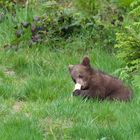 bei den Bärenkindern im Nationalpark Bayerischer Wald