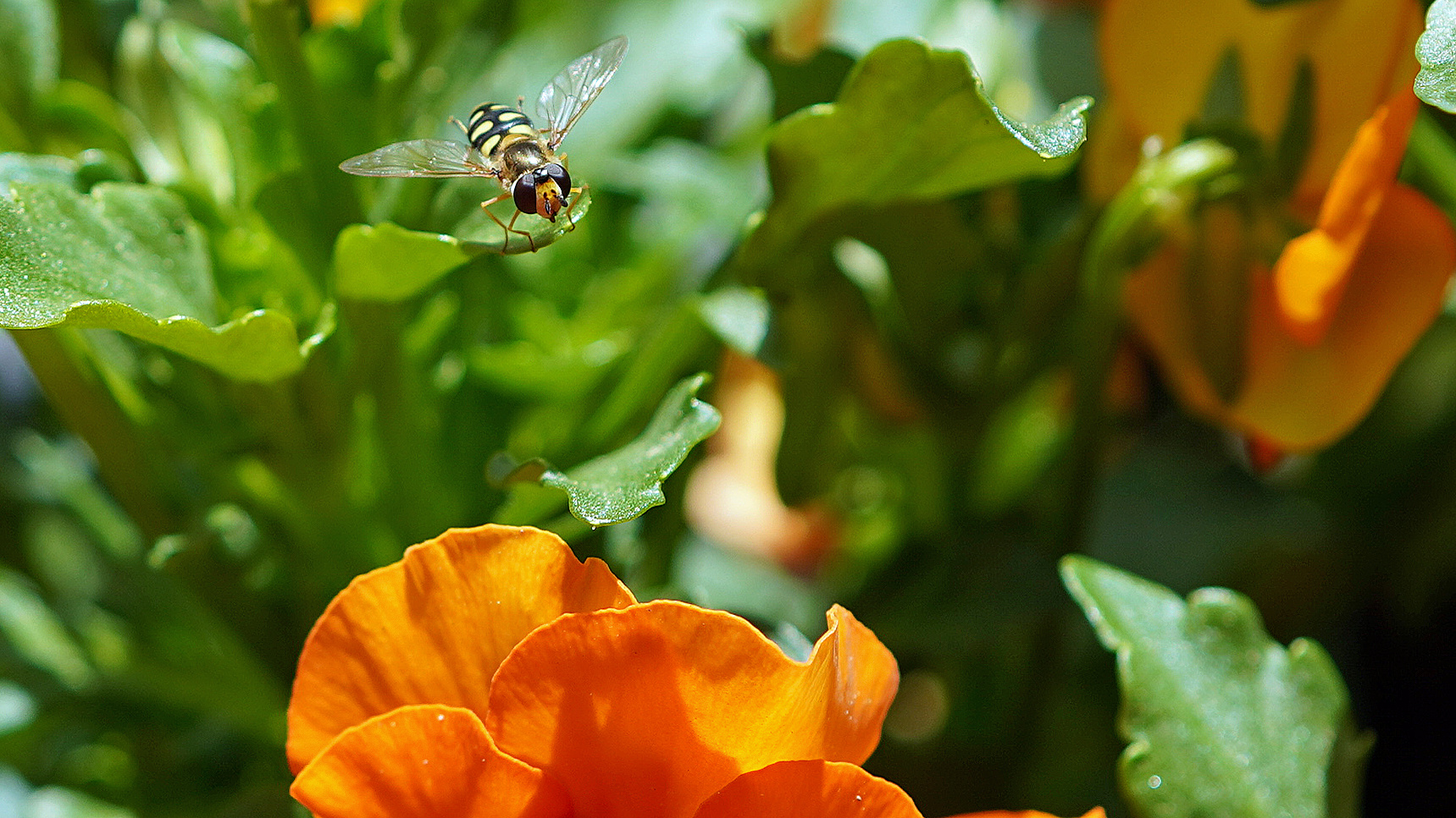 bei den Balkonblumen