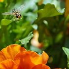 bei den Balkonblumen