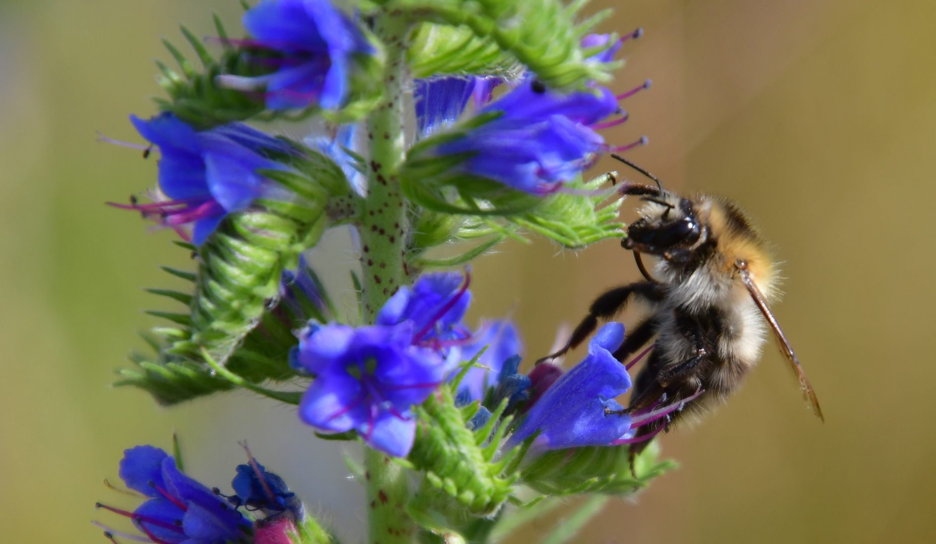 Bei den Bienchen ...