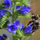 Bei den Bienchen ...