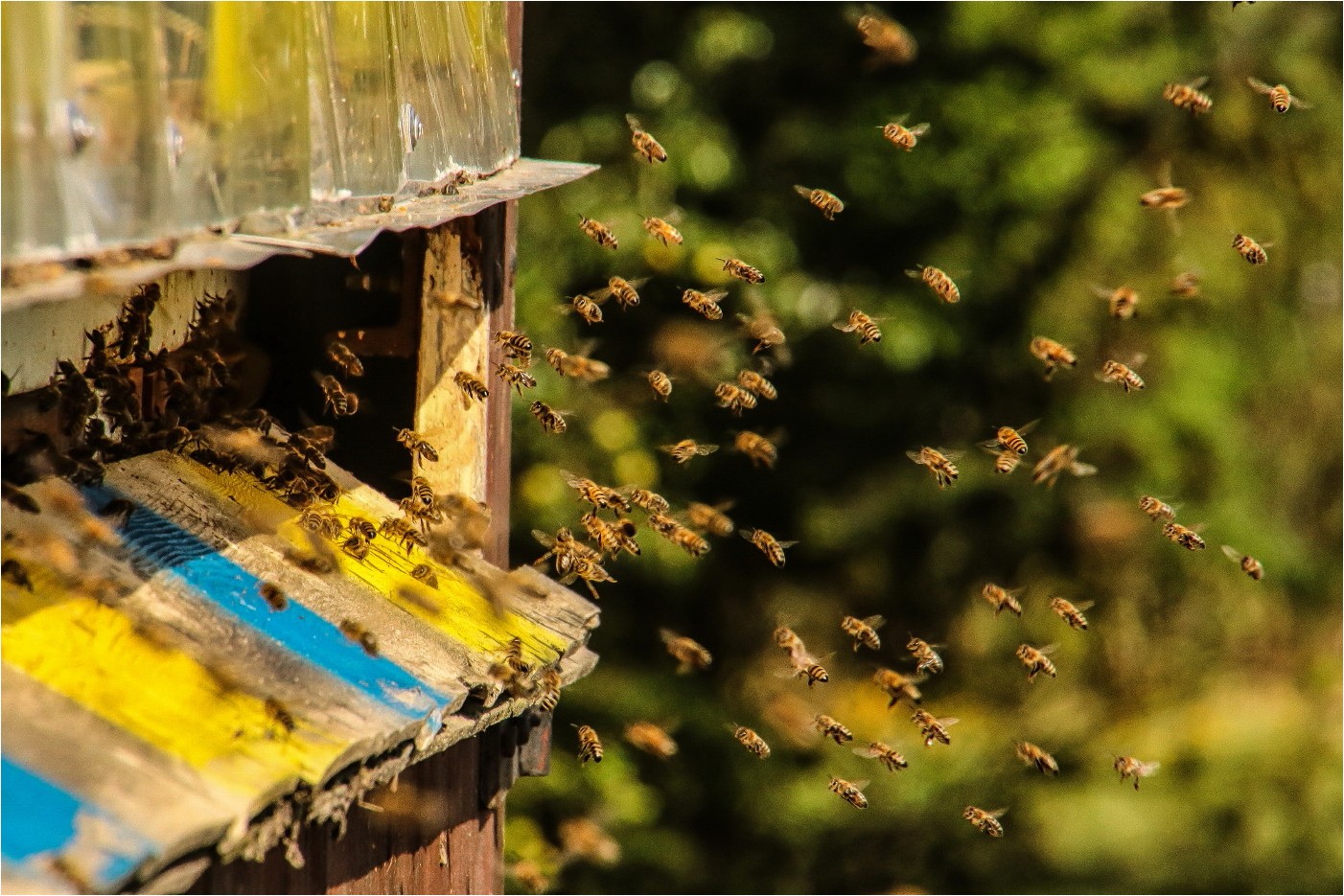 Bei den Bienen (1)