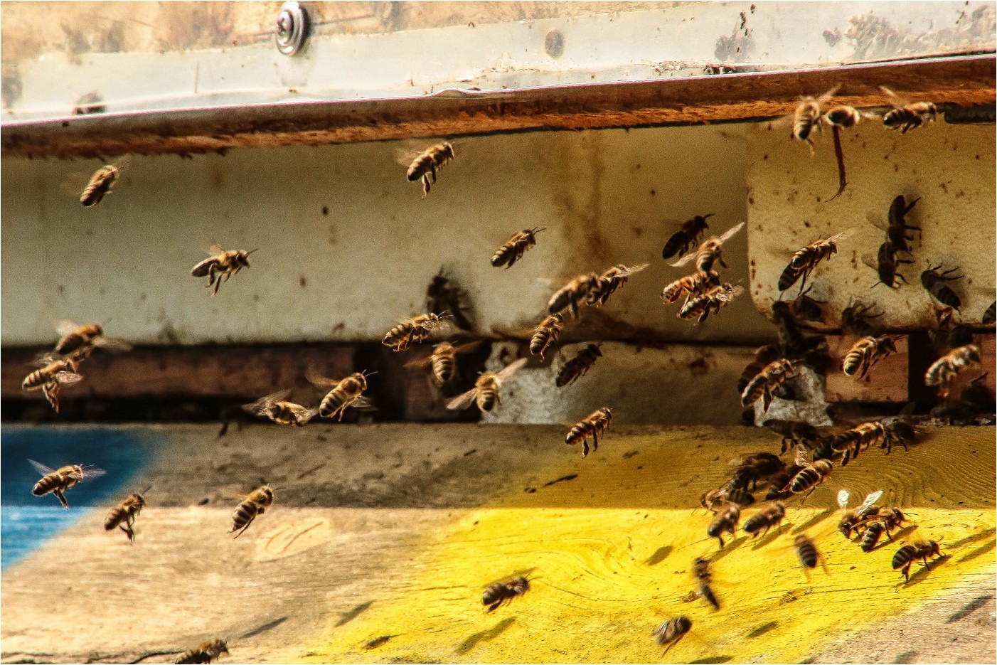 Bei den Bienen (2)