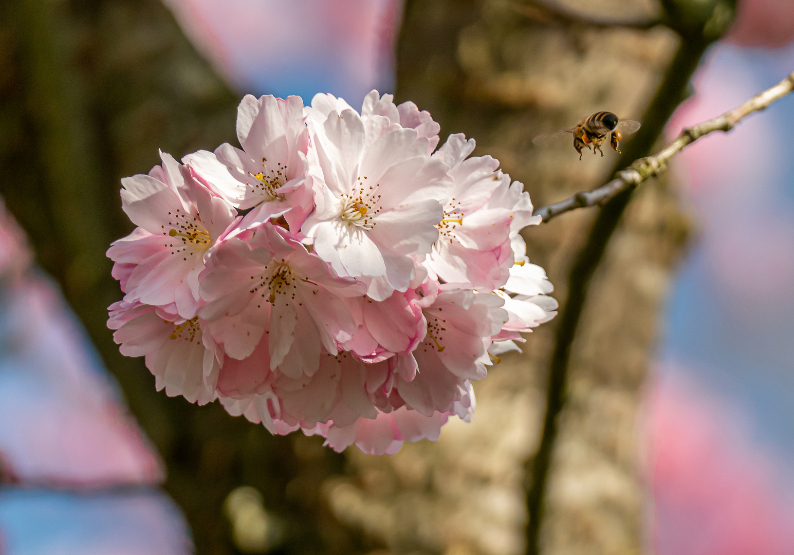 Bei den Bienen sehr beliebt ...