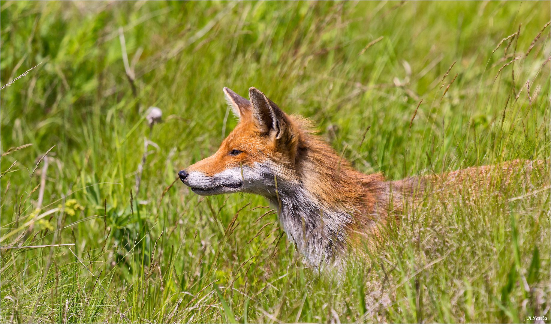 Bei den Bienenfressern...