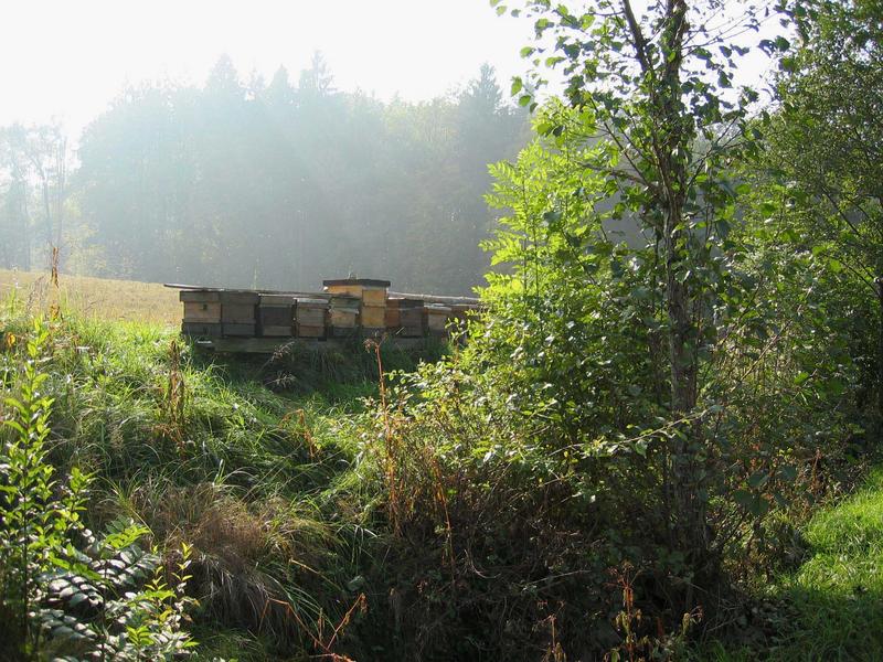 Bei den Bienenstöcken