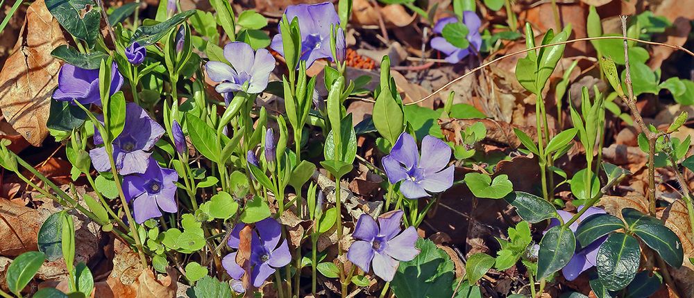 Bei den blauen Blüten habe ich keine Idee was den Namen betrifft...