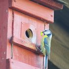 Bei den Blaumeisen geht's auch am Abend noch hektisch zu, eine fette Raupe nach der anderen ...