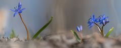 Bei den Blausternchen ...