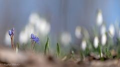 Bei den Blausternchen ...
