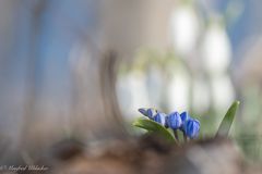 Bei den Blausternchen ...