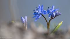 Bei den Blausternchen ...