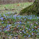 Bei den Blausternchen....