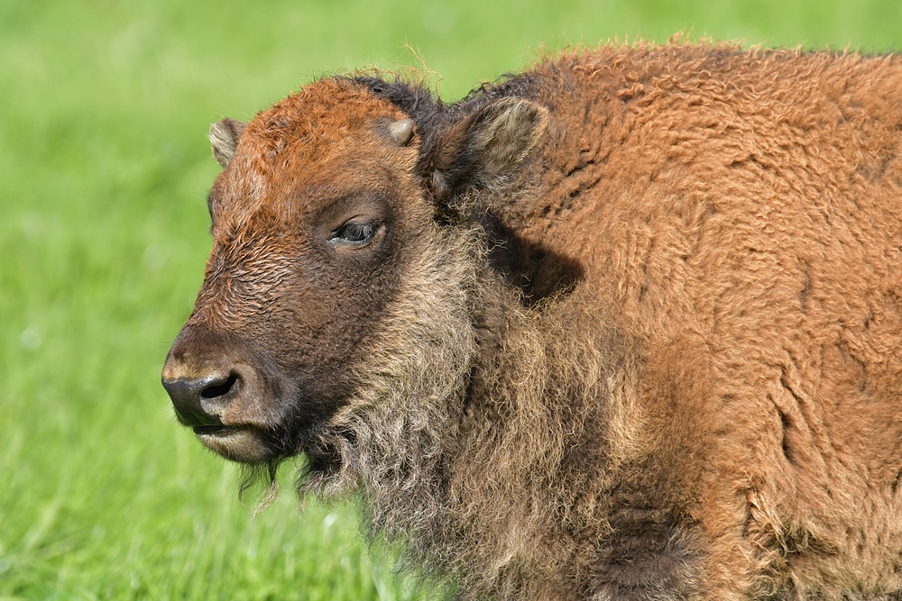 Bei den Büffeln 22