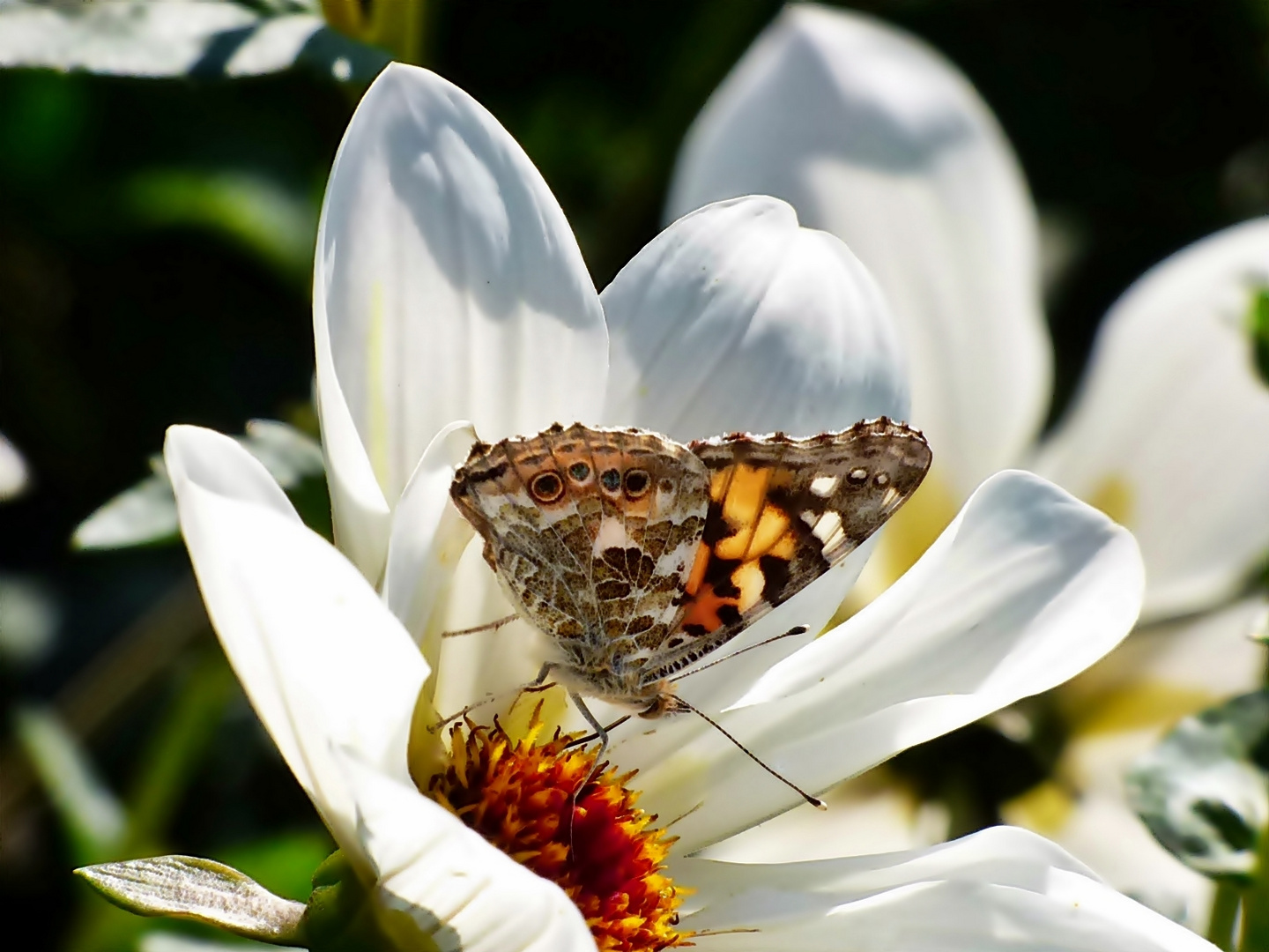 Bei den Dahlien . . .