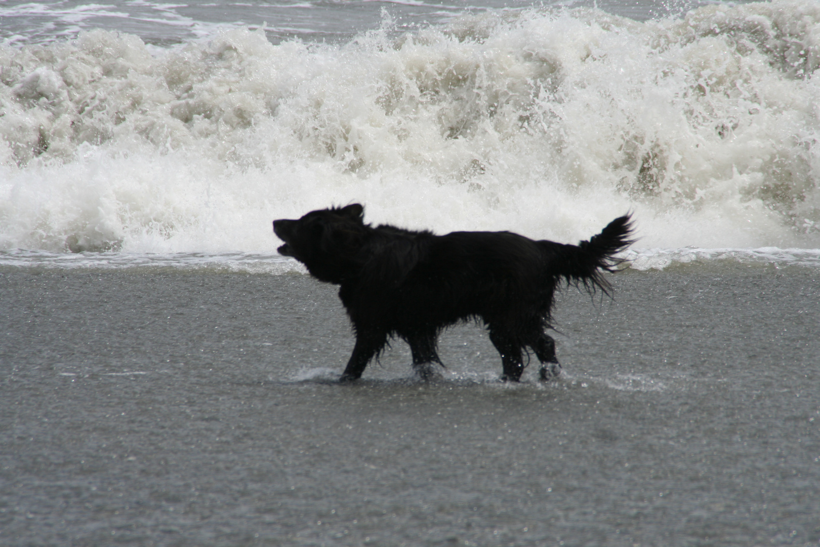 Bei den derzeitigen Temperaturen ein Wohltat für den Hund