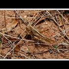 Bei den Devils Marbles 05