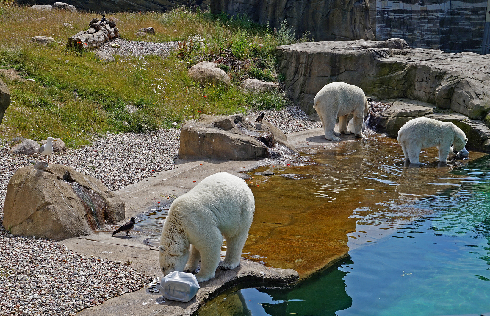 Bei den Eisbären im Polarium im Rostocker Zoo Foto & Bild world