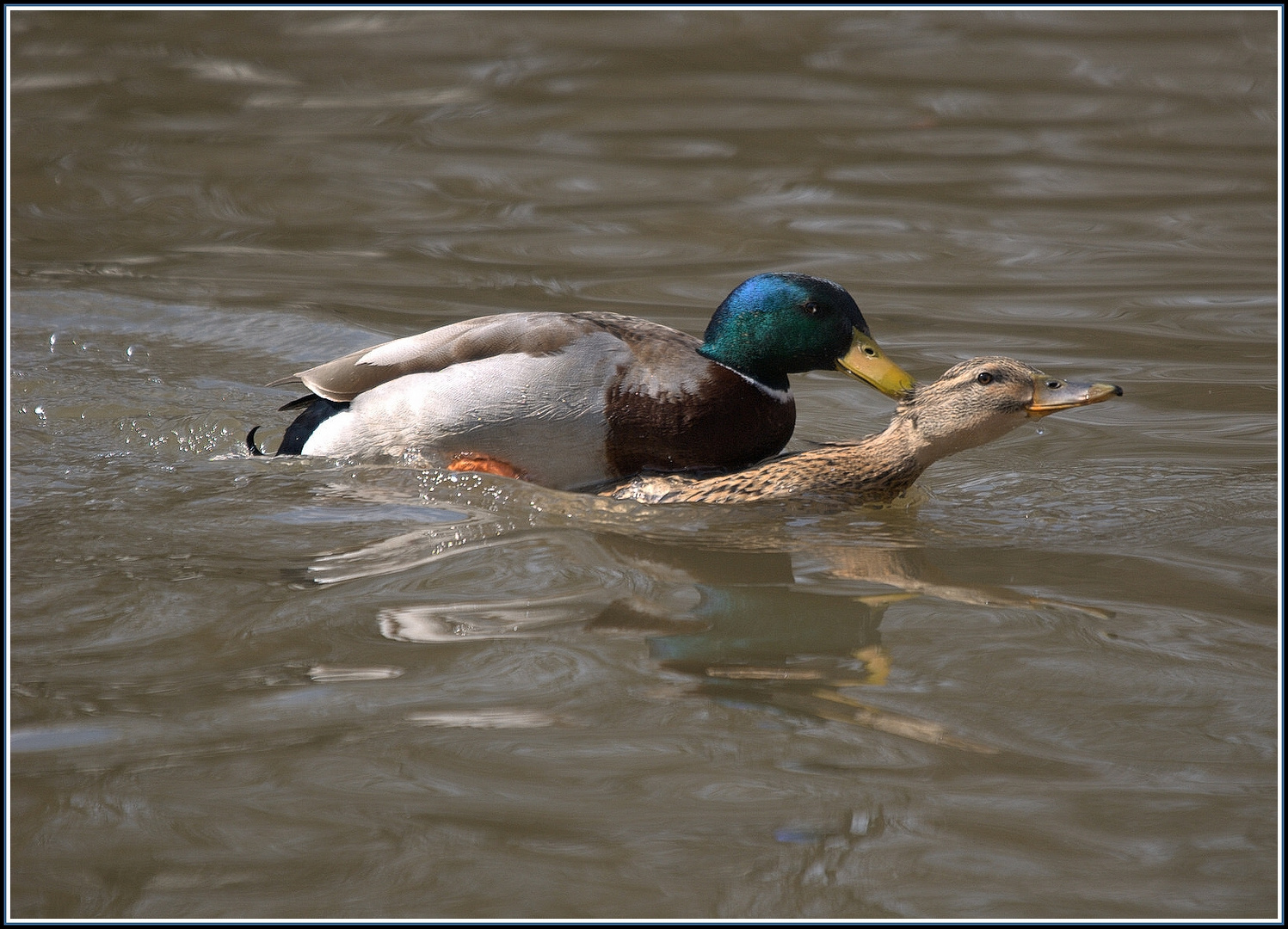 Bei den Enten gibt es keine Nachwuchssorgen.......