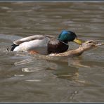 Bei den Enten gibt es keine Nachwuchssorgen.......