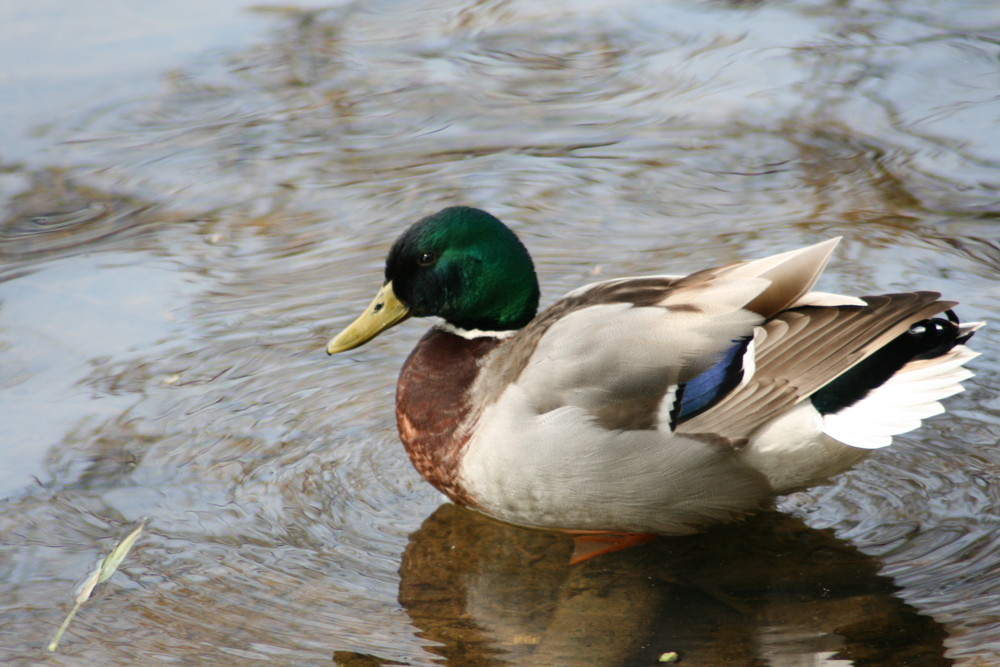 Bei den Enten ist das männliche Geschlecht hübscher