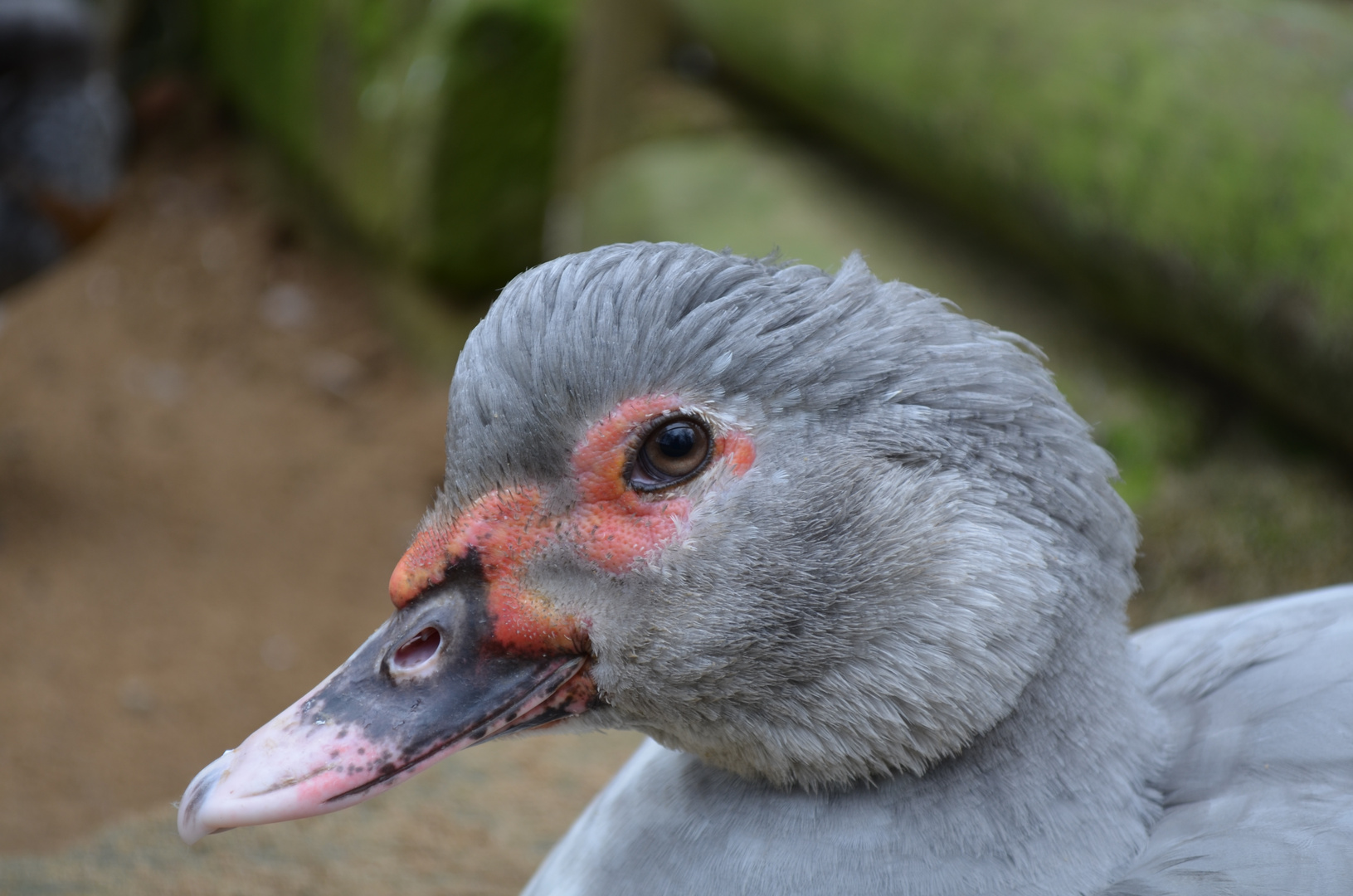 bei den Enten und Gänsen im Wildpark Schweinfurt