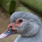 bei den Enten und Gänsen im Wildpark Schweinfurt